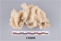 藏品(珊瑚化石)的圖片